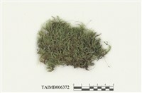 藏品(棉苔屬)的圖片